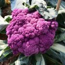 100 Pcs Italian Black Cauliflower Di Sicilia Violetto Vegetables