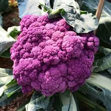 100 Pcs Italian Black Cauliflower Di Sicilia Violetto Vegetables