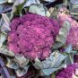 100 Pcs Italian Black Cauliflower Di Sicilia Violetto Vegetables