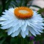 30 Pcs White Strawflowers Helichrysum bracteatum