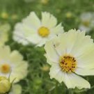 50 Pcs Sunset Yellow Cosmos bipinnatus Annual Flowers