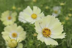 50 Pcs Sunset Yellow Cosmos bipinnatus Annual Flowers