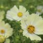 50 Pcs Sunset Yellow Cosmos bipinnatus Annual Flowers