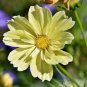 50 Pcs Sunset Yellow Cosmos bipinnatus Annual Flowers