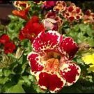 30 Pcs Rare Beautiful Colorful Monkey Face Flowers