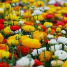 20 Pcs Rare Colorful Beautiful Ranunculus Asiaticus Persian Buttercup Perennial Flowers 20 Pcs Rare Colorful Beautiful Ranunculus Asiaticus Persian Buttercup Perennial Flowers