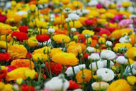 20 Pcs Rare Colorful Beautiful Ranunculus Asiaticus Persian Buttercup Perennial Flowers