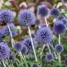 50 Pcs Blue Globe Thistle Echinops Big Onion Flowers 50 Pcs Blue Globe Thistle Echinops Big Onion Flowers