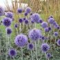 50 Pcs Blue Globe Thistle Echinops Big Onion Flowers