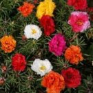 200 Pcs Rare Beautiful Colorful Portulaca Grandiflora Flowers