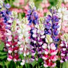 20 Pcs Rare Beautiful Mixed Colorful Dull Ice Lupine Flowers