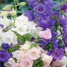 50 Pcs Rare Mixed Colorful Pink White Purple Red Campanula Bellflowers
