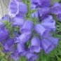 50 Pcs Rare Mixed Colorful Pink White Purple Red Campanula Bellflowers