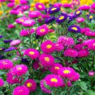 50 Pcs Rare Imported Mixed 5 Types of Aster Flower Seeds