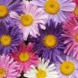50 Pcs Rare Imported Mixed 5 Types of Aster Flower Seeds