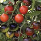 100 Pcs Mixed 24 Types Organic Tomato 100 Pcs Mixed 24 Types Organic Tomato