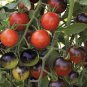 100 Pcs Mixed 24 Types Organic Tomato