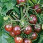 100 Pcs Mixed 24 Types Organic Tomato