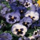 20 Pcs Hanging Purple White Pansy