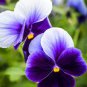 20 Pcs Hanging Purple White Pansy