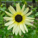 15 Pcs Small talian White Sunflower