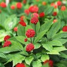 6 Pcs Chinese / Korean Panax Ginseng Seeds