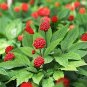 6 Pcs Chinese / Korean Panax Ginseng Seeds