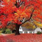 20 Pcs Sugar Golden Maple Tree
