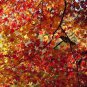 20 Pcs Sugar Golden Maple Tree