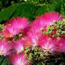 10 Pcs Silk Floss Tree Albizzia Julibrissin Bonsai Nemu Tree 10 Pcs Silk Floss Tree Albizzia Julibrissin Bonsai Nemu Tree