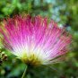 10 Pcs Silk Floss Tree Albizzia Julibrissin Bonsai Nemu Tree