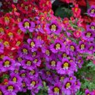 30 Pcs Red Purple Schizanthus Flowers