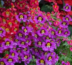 30 Pcs Red Purple Schizanthus Flowers