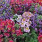30 Pcs Red Purple Schizanthus Flowers