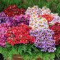 30 Pcs Red Purple Schizanthus Flowers