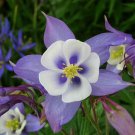 50 Pcs Aquilegia Amethyst. Light Purple Garden Columbine