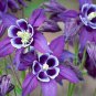 50 Pcs Aquilegia Amethyst. Light Purple Garden Columbine