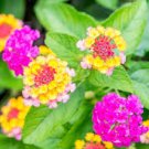 10 Pcs Mixed Colorful Lantana Camara Perennial Plants