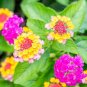 10 Pcs Mixed Colorful Lantana Camara Perennial Plants