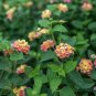 10 Pcs Mixed Colorful Lantana Camara Perennial Plants