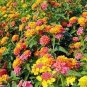 10 Pcs Mixed Colorful Lantana Camara Perennial Plants