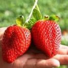 100 Pcs Hanging Giant Red Strawberry Fruits