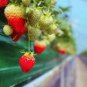 100 Pcs Hanging Giant Red Strawberry Fruits