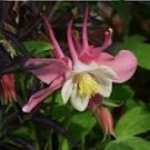 50 Pcs Pink Aquilegia Garden Columbine with white inside