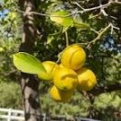 20 Pcs Rare Heirloom Mixed 9 Types of Lemon Tree
