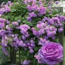 50 Pcs Rare Dabai Mountain Purple Climbing Plants