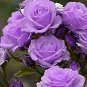 50 Pcs Rare Dabai Mountain Purple Climbing Plants
