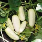20 Pcs White Cucumber Cucumis Sativus