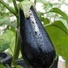 100 Pcs Aubergine Black Egg Plant Vegetables