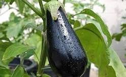 100 Pcs Aubergine Black Egg Plant Vegetables